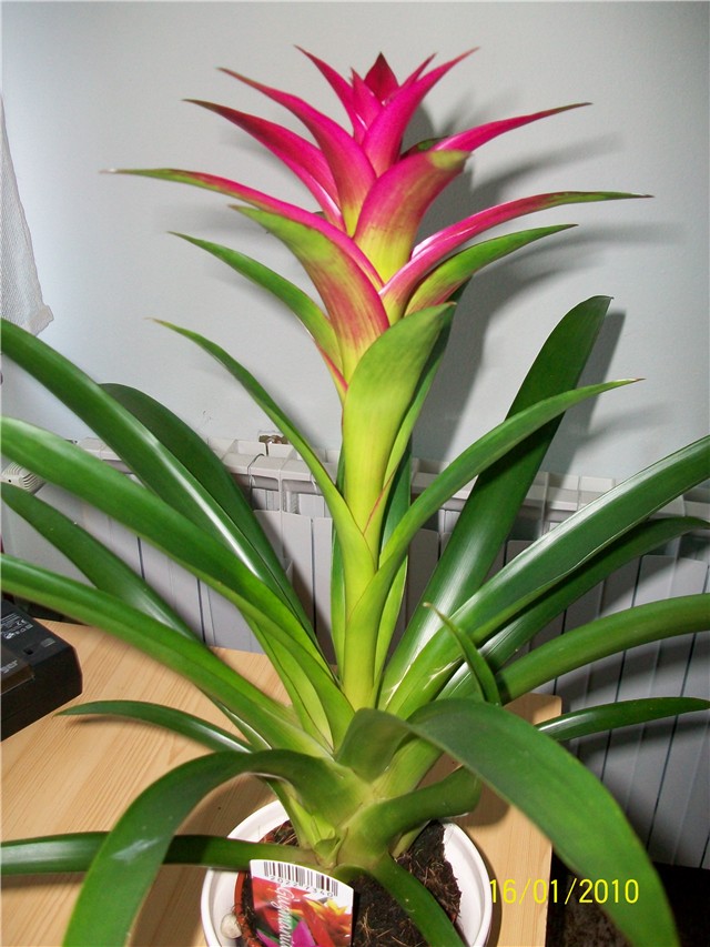 guzmania ( bromelia)